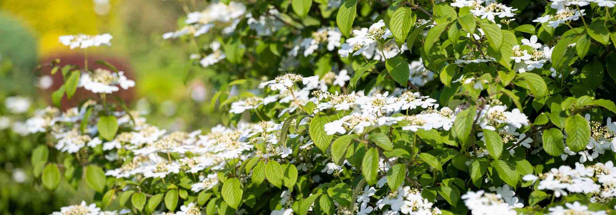 Enfermedades y parásitos de los Viburnos