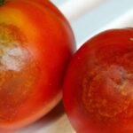 Después del mildiu, ¿cómo sanear naturalmente el Huerto?