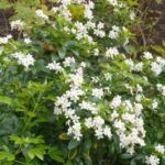 ¿Cómo multiplicar el Naranjo de Méjico?