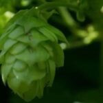 9 plantas medicinales para ayudar a conciliar el sueño