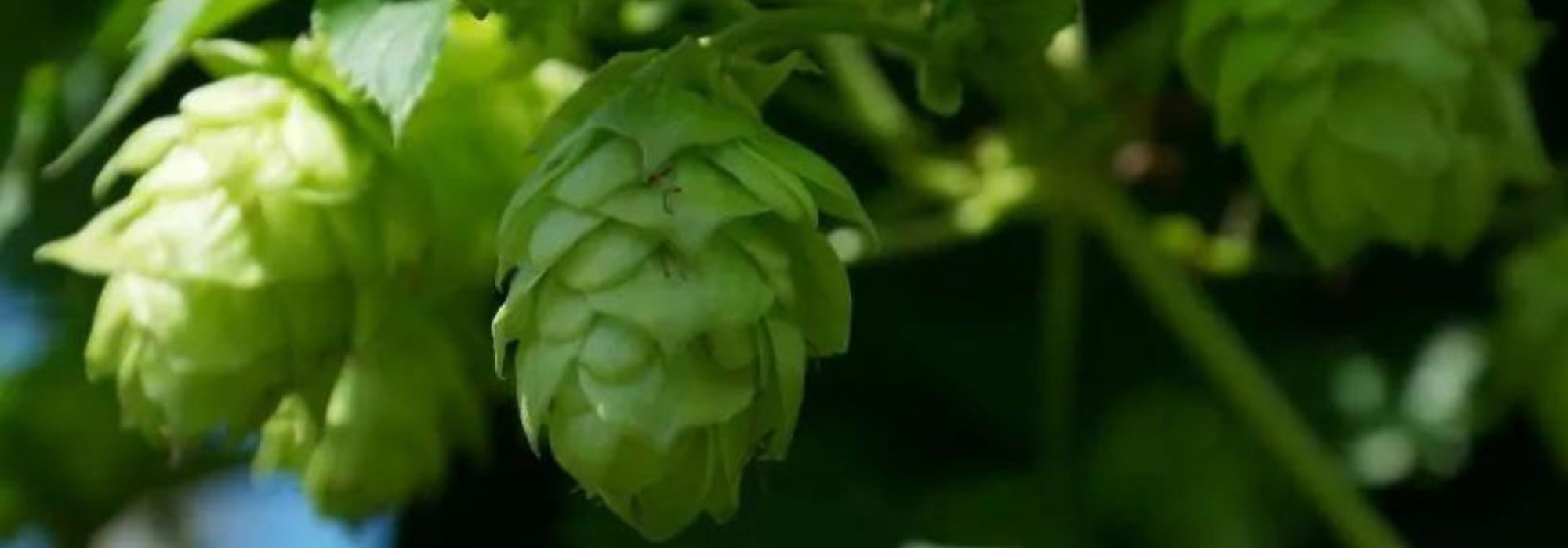 9 plantas medicinales para ayudar a conciliar el sueño