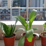 Plantas de interior: ¿cómo reparar los daños del verano?