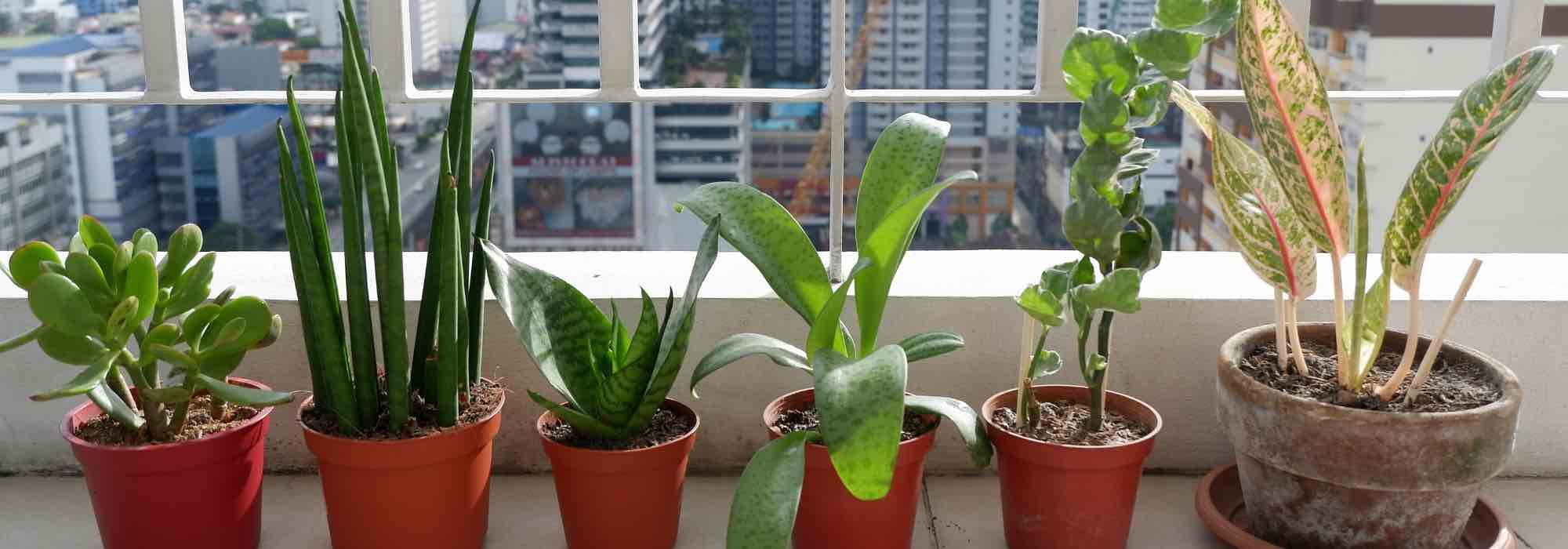 Plantas de interior: ¿cómo reparar los daños del verano?