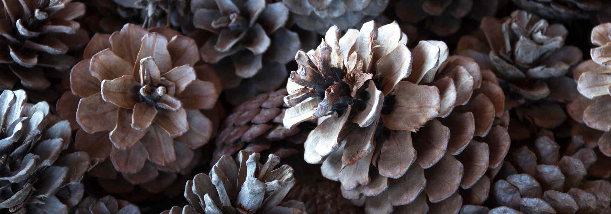 Las plantas barómetro