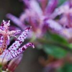 Plantas exóticas para la sombra