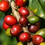 5 plantas medicinales contra la fatiga