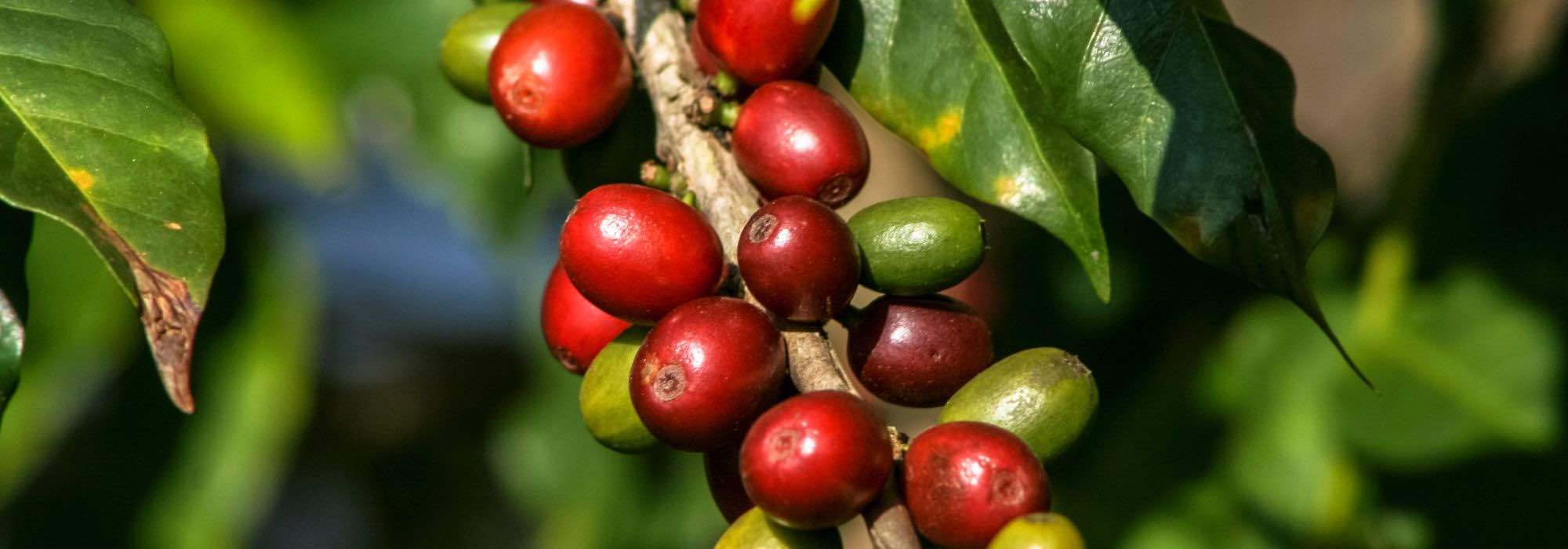 5 plantas medicinales contra la fatiga