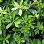 Cultivar el Pseudopanax en maceta