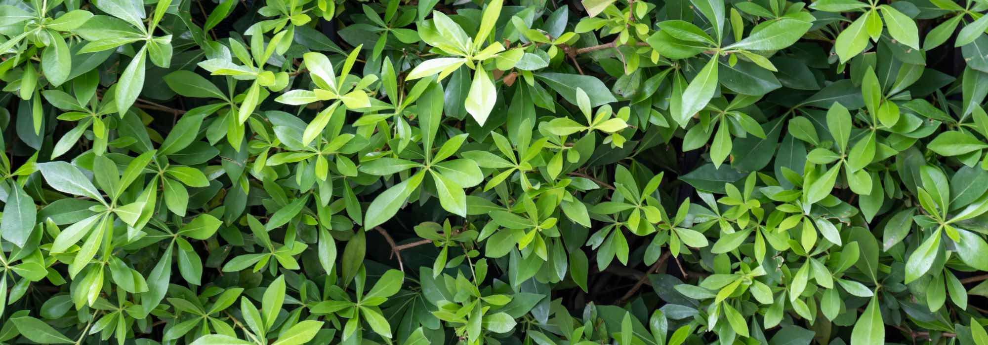 Cultivar el Pseudopanax en maceta