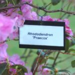 Reglas y nomenclaturas botánicas