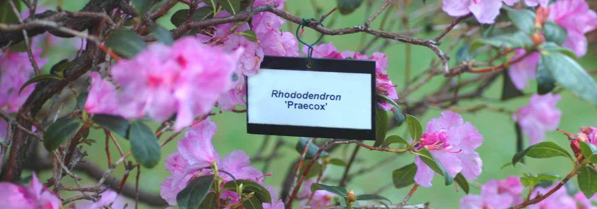 Reglas y nomenclaturas botánicas