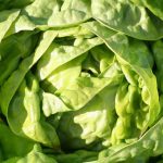 Ser autónomo en ensaladas durante todo el año