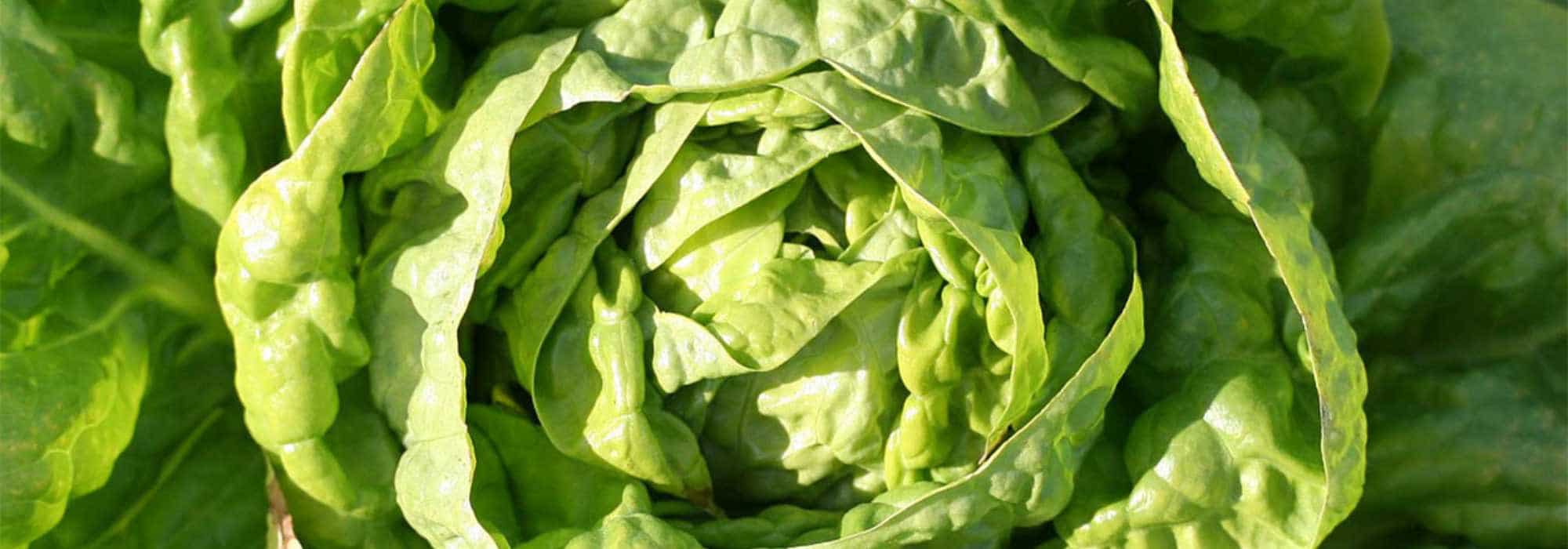 Ser autónomo en ensaladas durante todo el año