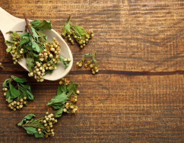 ¿Cómo preparar una infusión de Espino?