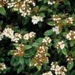 5 viburnos para formar un seto