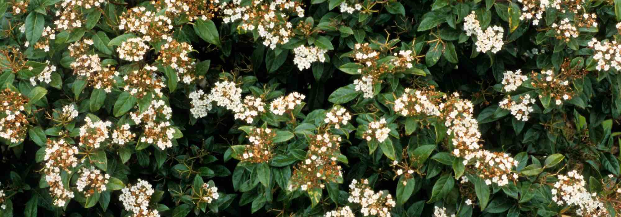 5 viburnos para formar un seto