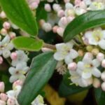 7 viburnos para pequeños jardines o cultivo en maceta