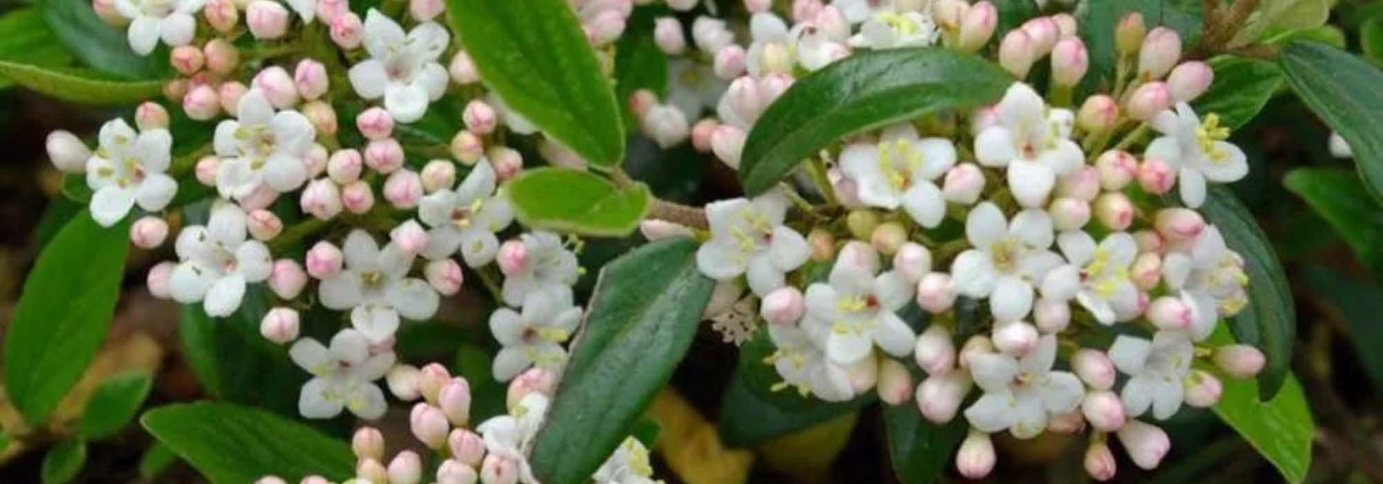 7 viburnos para pequeños jardines o cultivo en maceta