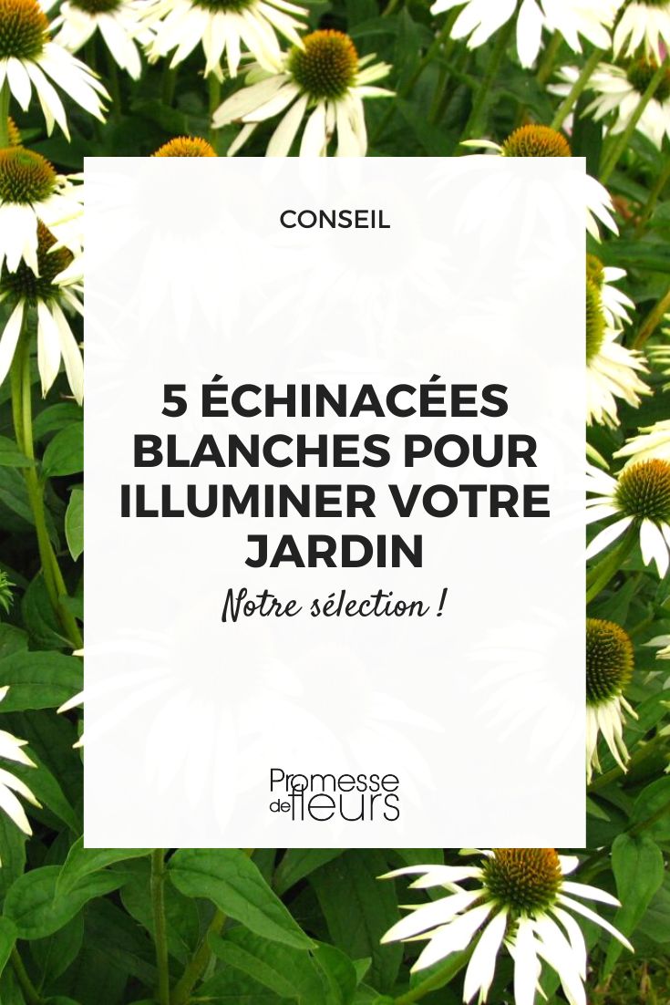 Echinácea purpúrea Alba