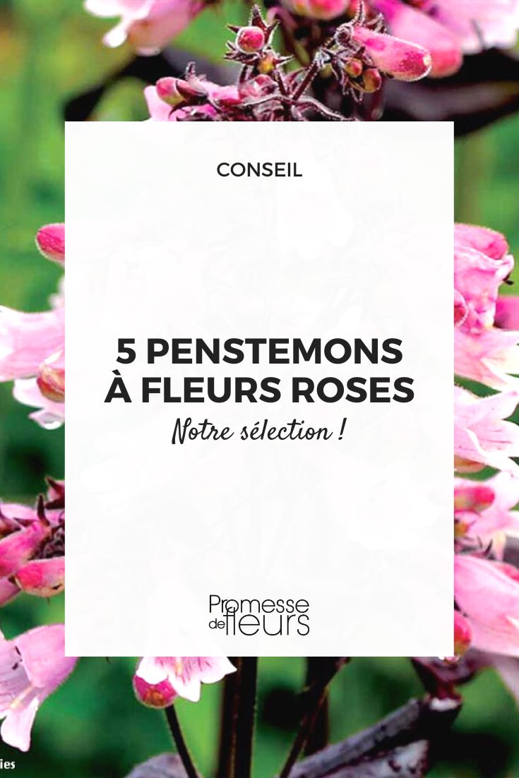# Penstemon rosa

## Características del Penstemon rosa

El Penstemon rosa es una encantadora planta perenne conocida por sus flores tubulares de color rosa vibrante. Pertenece a la familia Plantaginaceae y es originaria de América del Norte.

### Aspecto y crecimiento
- Altura: 60-90 cm
- Flores: Tubulares, de color rosa intenso
- Follaje: Hojas lanceoladas de color verde medio
- Época de floración: De principios de verano a otoño

## Cultivo y cuidados

### Condiciones ideales
- **Exposición**: Pleno sol a sombra parcial
- **Suelo**: Bien drenado, tolera suelos pobres
- **Riego**: Moderado, resistente a la sequía una vez establecido
- **Rusticidad**: -15°C (Zona 7)

### Mantenimiento
- Poda las flores marchitas para prolongar la floración
- Divide cada 3-4 años para mantener la planta vigorosa
- Protege con mantillo en invierno en climas fríos

## Usos en el jardín
- Ideal para borduras y macizos florales
- Atrae colibríes y mariposas
- Excelente para jardines de bajo mantenimiento
- Combina bien con otras plantas perennes y gramíneas ornamentales

## Variedades destacadas
- 'Husker Red': Con follaje rojizo
- 'Dark Towers': Flores rosadas sobre hojas púrpura
- 'Pensham': Variedad compacta con floración prolongada

Con sus flores llamativas y su fácil cultivo, el Penstemon rosa es una excelente opción para añadir color y vida a tu jardín durante gran parte del año.