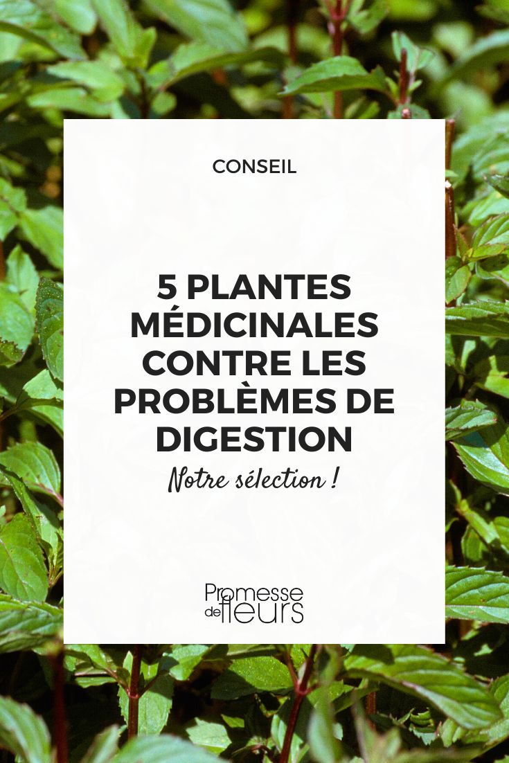 Mentha piperita (Menta piperita)