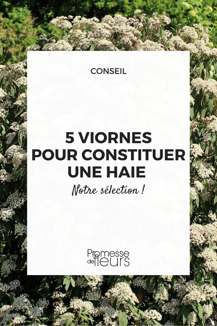 selección de viburnum para hacer un seto