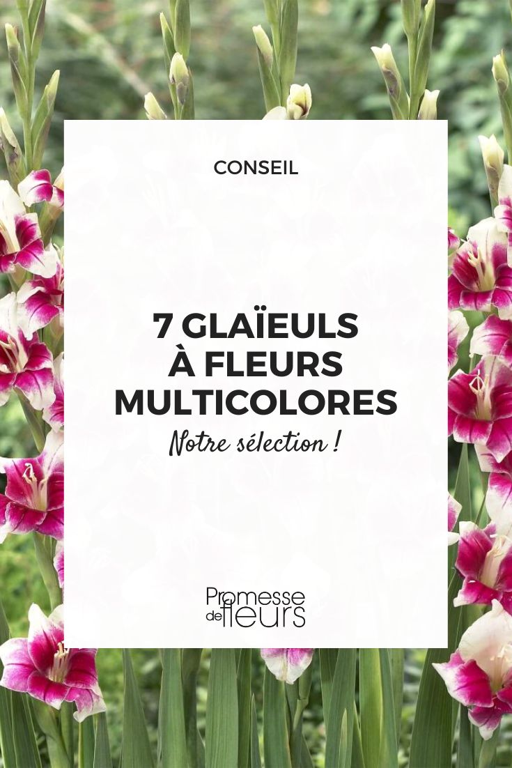 gladiolo multicolor