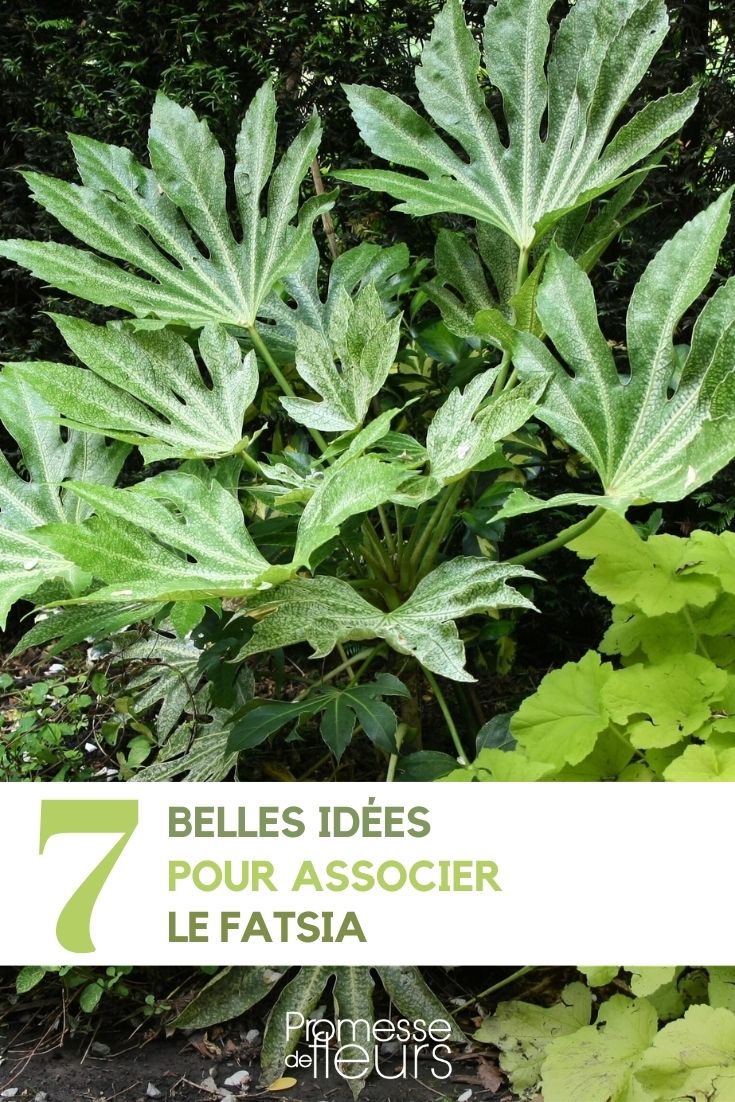 ideas para combinar fatsia en el jardín