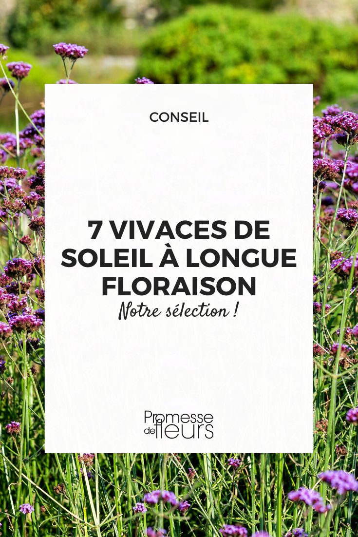 vivaces floridas todo el verano al sol