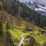 Árboles de montaña: ¡6 especies que adoptar!