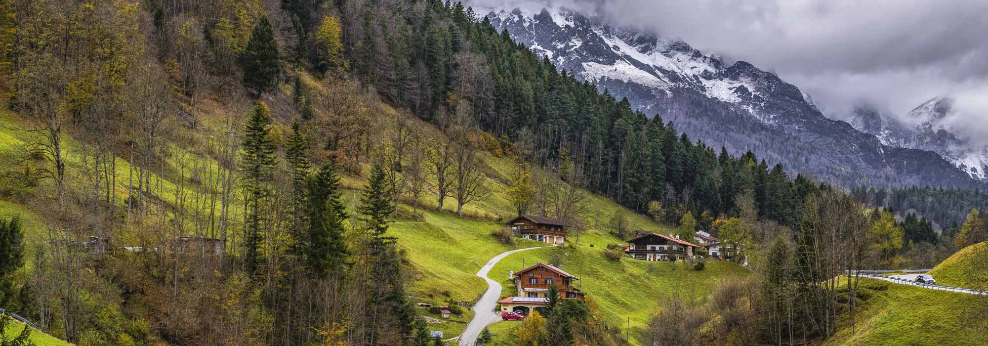 Árboles de montaña: ¡6 especies que adoptar!