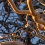 7 arbustos de frondosidad y porte gráficos