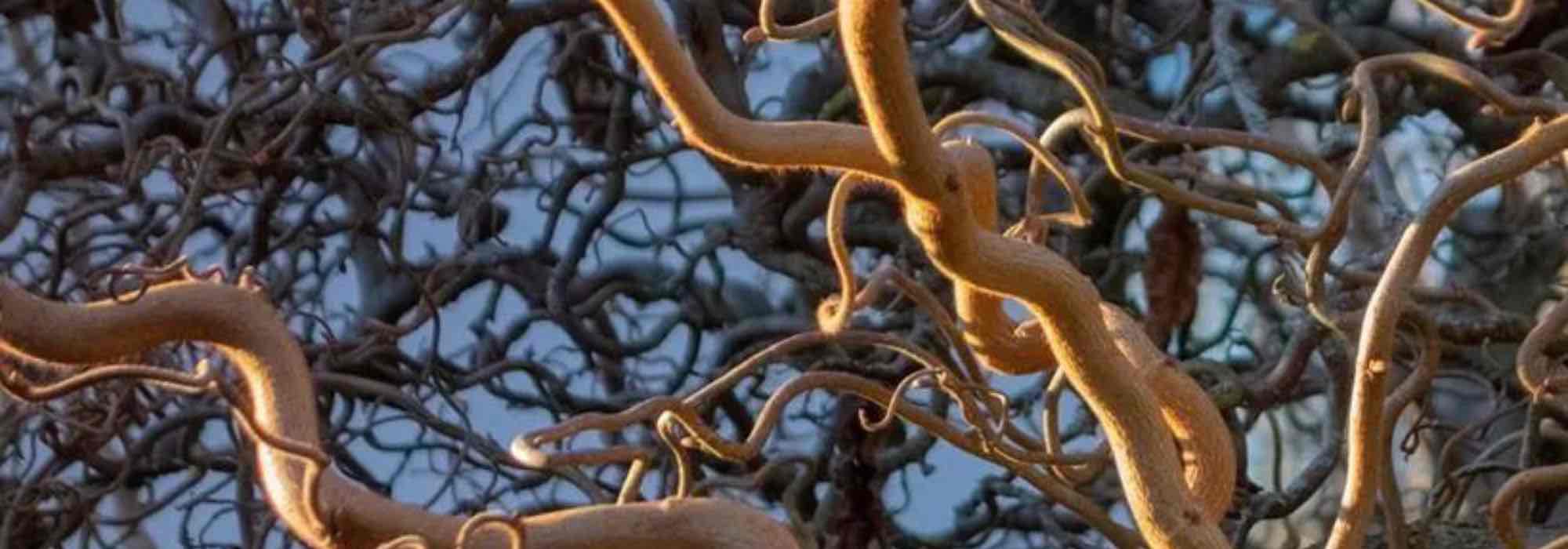 7 arbustos de frondosidad y porte gráficos