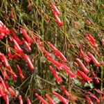 ¿Cómo asociar la Russelia?