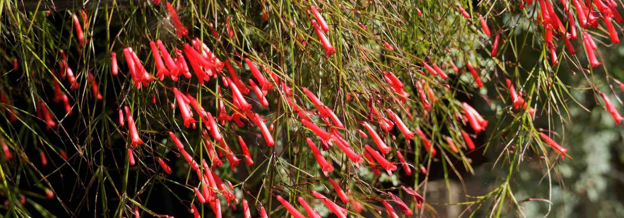 ¿Cómo asociar la Russelia?