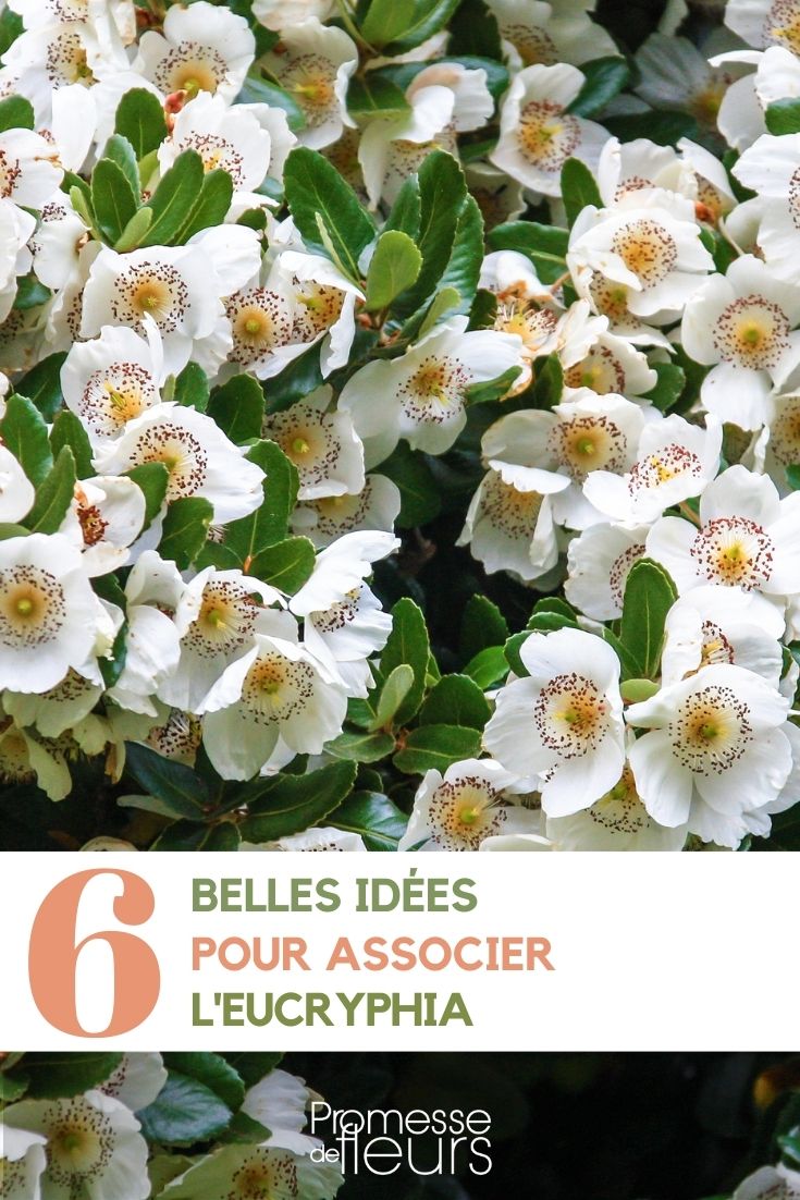 ideas de asociaciones con Eucryphia en el jardín