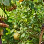 Cultivar un platanero en terreno abierto