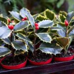 ¿Cómo hacer esquejes de Acebo?