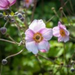 ¿Cómo dividir las Anémona del Japón?