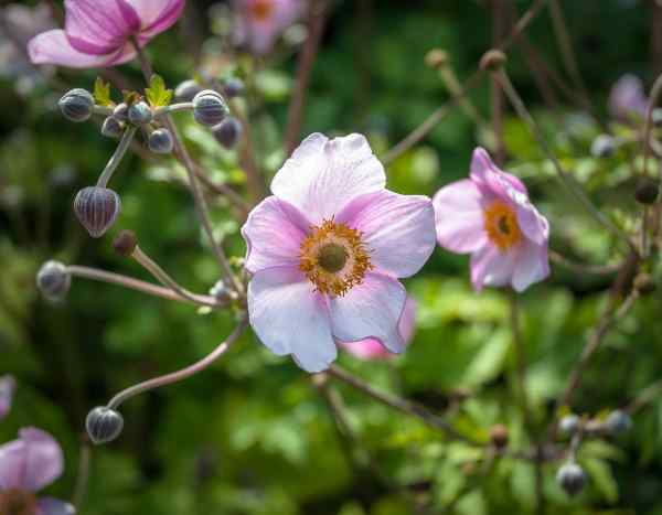 ¿Cómo dividir las Anémona del Japón?