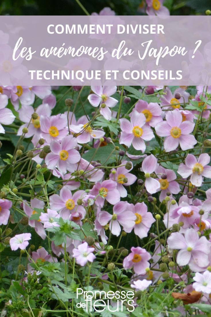 multiplicar anémona del Japón