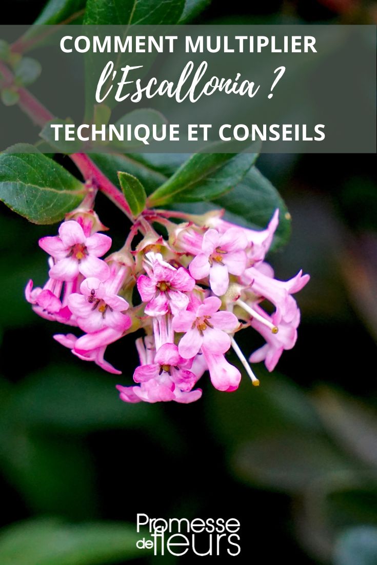 Escallonia: cómo esquejar