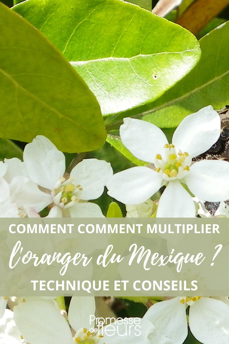 esquejar Choisya ternata