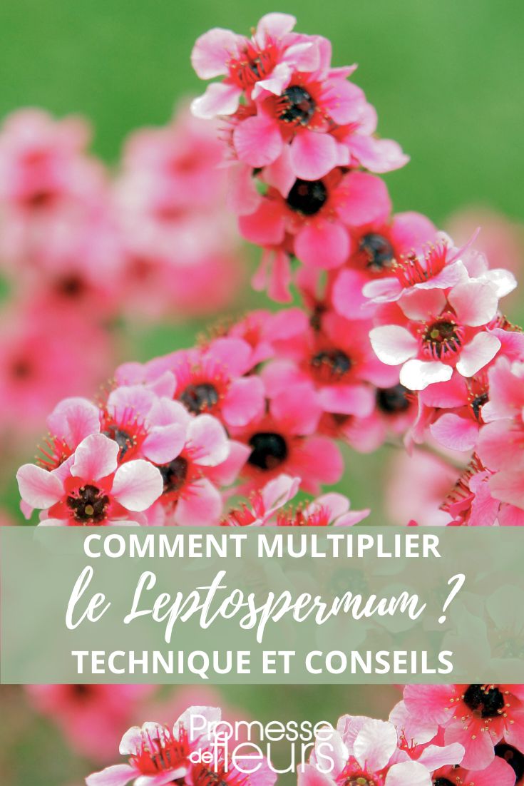 esquejes sembrar árbol del té