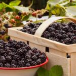 ¿Cómo cosechar y conservar las zarzamoras?