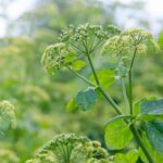 ¿Cómo cosechar y conservar el Apio caballar?