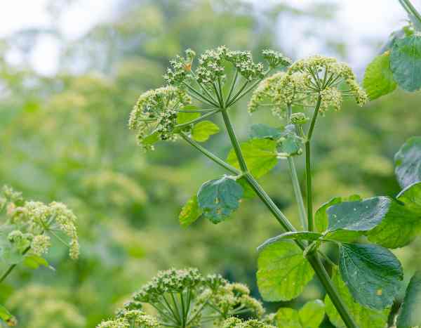 ¿Cómo cosechar y conservar el Apio caballar?