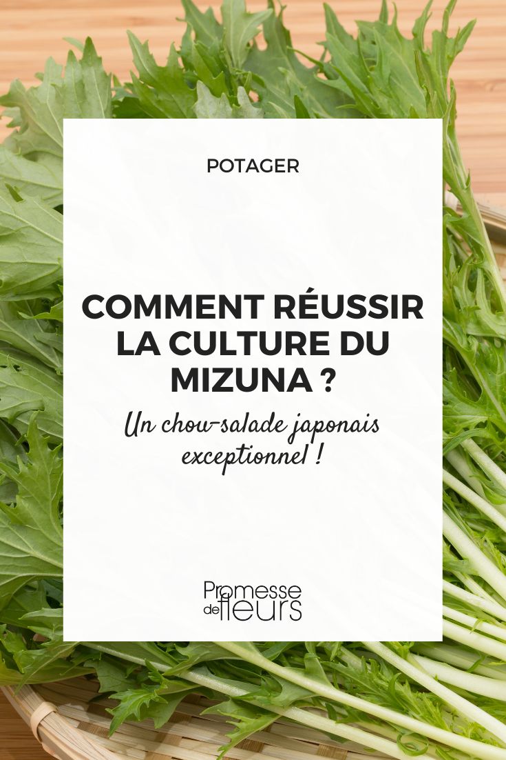 cultivar el mizuna