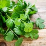 ¿Cómo cosechar, secar y utilizar el cilantro?