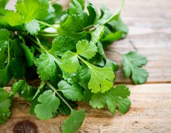 ¿Cómo cosechar, secar y utilizar el cilantro?
